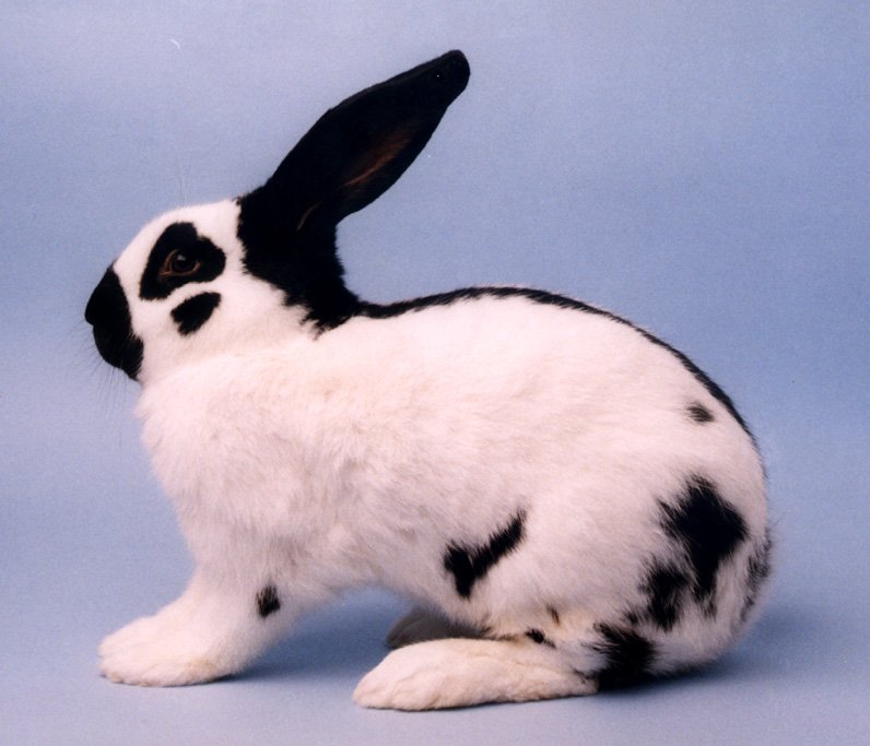 Giant Papillon